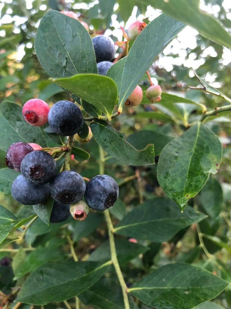 Beak and Berry Farm